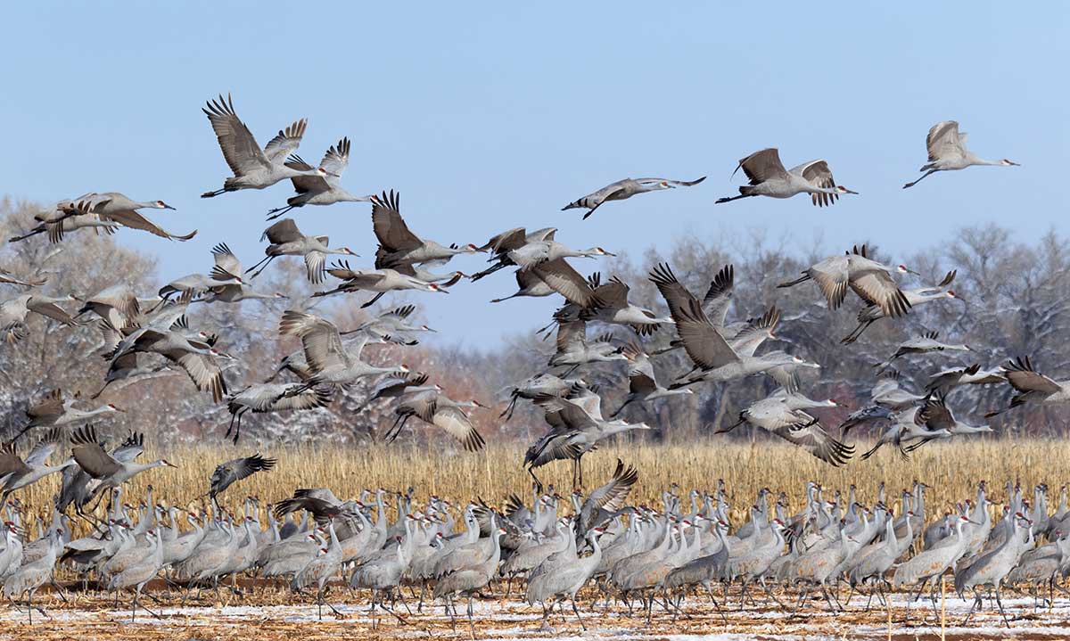 Sandhill cranes taking flight